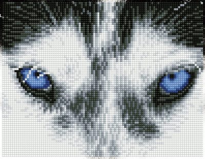 Full Diamond Painting Volwassenen - Hobby - Volledig Pakket - Vierkante Steentjes - DQ7.004 Diamond Dotz® - Husky ogen 20.3 x 26cm