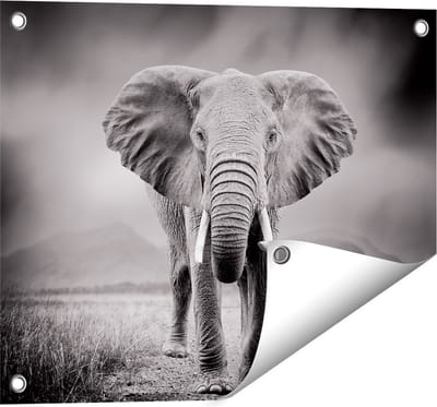 Gards Tuinposter Olifant - Zwart Wit - 50x40 cm - Tuindoek - Tuindecoratie - Wanddecoratie buiten - Tuinschilderij