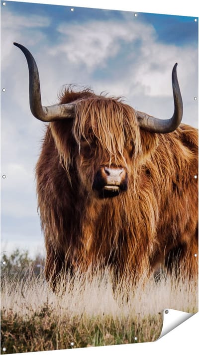 Gards Tuinposter Schotse Hooglander Koe - Kleur - 120x180 cm - Tuindoek - Tuindecoratie - Wanddecoratie buiten - Tuinschilderij