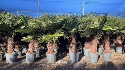 Sunny Tree - Palmboom - Trachycarpus fortunei - Winterharde Palmboom voor buiten - Hoogte: 160 cm