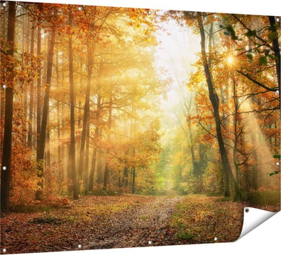 Gards Tuinposter Herfstbos met Zonneschijn - 160x120 cm - Tuindoek - Tuindecoratie - Wanddecoratie buiten - Tuinschilderij