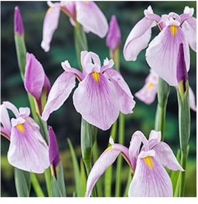 Moerings Iris Laevigata Rose Queen | Roze Lis | In 9CM pot