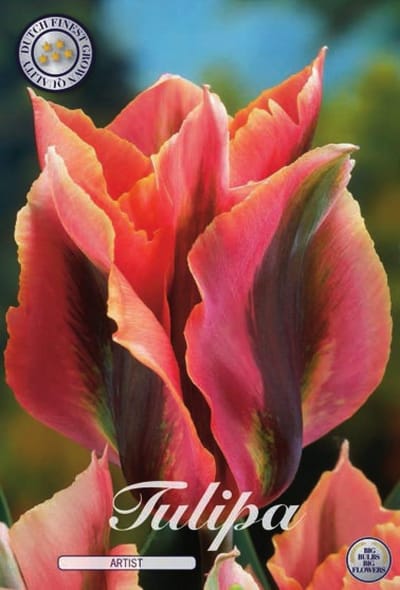 Artist Viridiflora Tulpenbollen 10 stuks bolmaat 12+