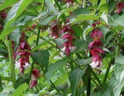 Leycesteria formosa - Fazantenbes, Karamelbes, Grootmoeders Oorbel 40 - 50 cm in pot