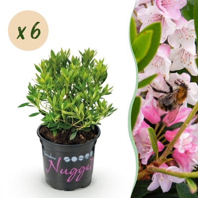 Green boutiQ - Dwerg Rhododendron - Rhododendron Bloombux Light Pink - Bloeiende Buxus - Weinig Onderhoud - Licht Roze Bloem - 6 Planten - Pot 10,5cm - Hoogte 20-25cm