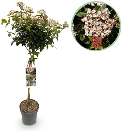 Green boutiQ - Tuinplant - Viburnum tinus - Plant op stam - Terras Plant - Bladhoudend - Weinig Onderhoud - Pot 19cm Hoogte 90cm