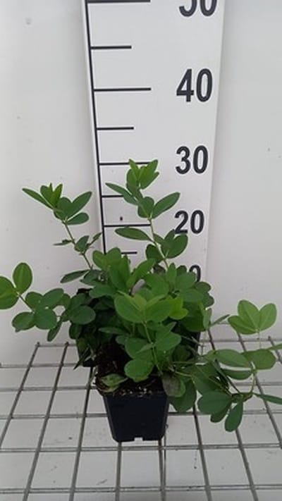 6x Valse Indigo - Baptisia hybr. 'Lemon Meringue' | 9x9 cm pot