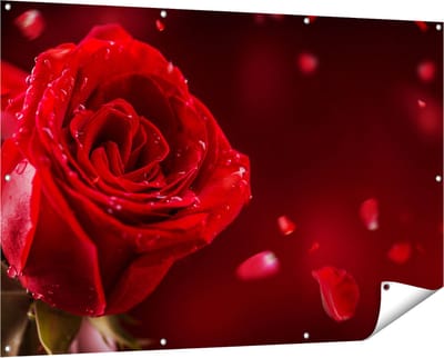 Gards Tuinposter Romantische Rode Roos - 150x100 cm - Tuindoek - Tuindecoratie - Wanddecoratie buiten - Tuinschilderij