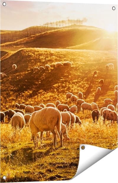 Gards Tuinposter Schapen in de Heuvels bij Zonsondergang - 60x80 cm - Tuindoek - Tuindecoratie - Wanddecoratie buiten - Tuinschilderij