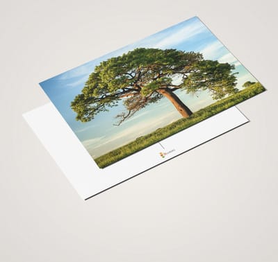 Ansichtkaartenset Bomen
