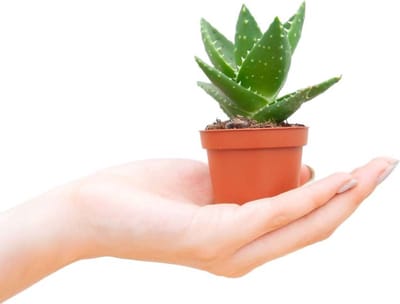 PLNTS - Baby Vera Aloë - Kamerplant - Kweekpot 6 cm - Hoogte 10 cm