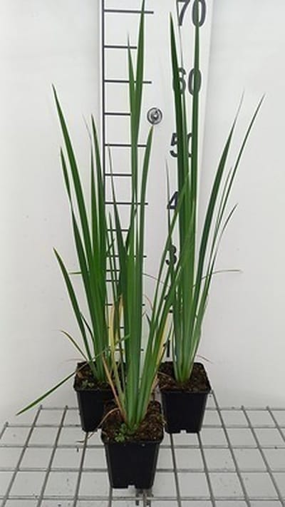 6x Baardloze iris - Iris sib. 'Perry's Blue' | 9x9 cm pot