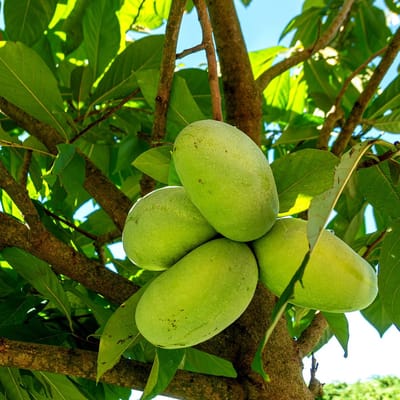Asimina Triloba 'Wabash', Pawpaw boom, 3 liter pot