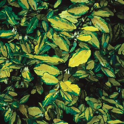 Olijfwilg - Elaeagnus pungens 'Maculata' - 30-40 cm
