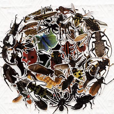 Insectenstickers - Dierenstickers - Keversticker - Vlindersticker - Rupsenstickers - 50 stuks - Knutselen - Stickeren - CHPN