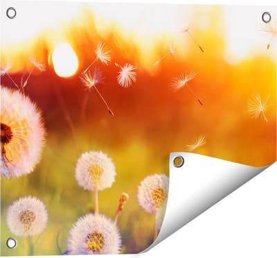 Gards Tuinposter Paardenbloemen tijdens Zonsondergang - 50x40 cm - Tuindoek - Tuindecoratie - Wanddecoratie buiten - Tuinschilderij