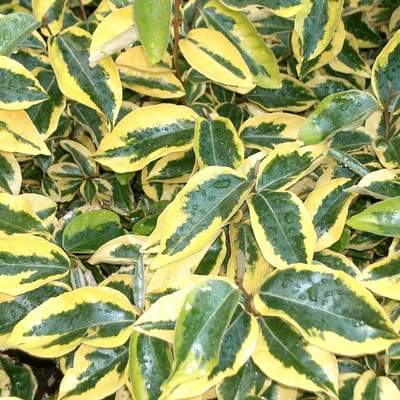 Elaeagnus ebbingei 'Gilt Edge' - Olijfwilg 30-40 cm in pot