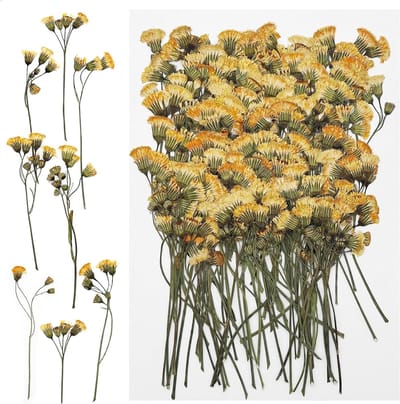 Allecto Plus - Dried Flowers 100 stuks voor Resin Kunstbloemen Natuurlijke Gedroogde Bloemen voor DIY Kaarsen en Sieraden - Partecipatie.