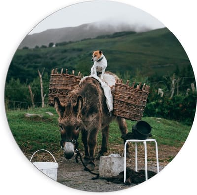 Dibond Wandcirkel - Pakezel met Hond op Rug - 90x90cm Foto op Aluminium Wandcirkel (met ophangsysteem)