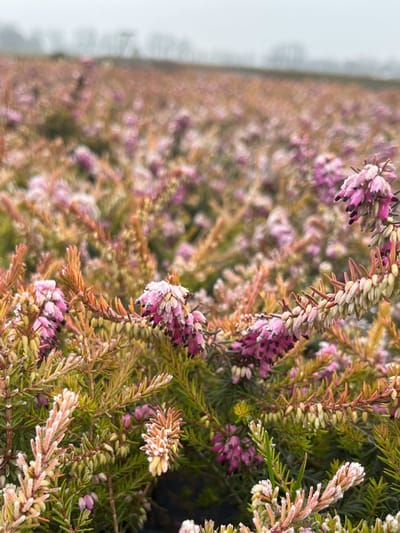 Winterheide Oranje/Roze - 10 Stuks - Erica carnea 'Ann Sparkes' - P9.5 - Plant - Tuinplant - Heide