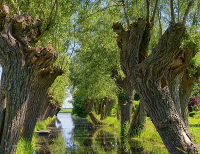 Fotobehang Knotwilgen langs de sloot 250 x 260 cm - € 175,--