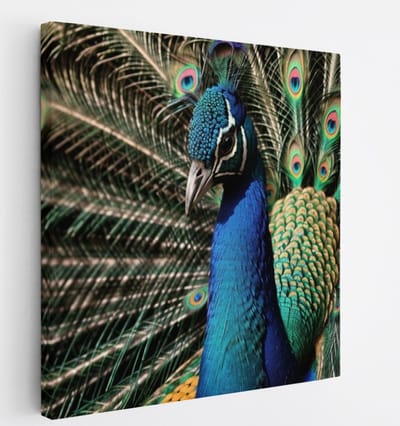 Saammp Canvas Schilderij - Pauw Close-up - Natuur - Dieren - 20x20 - Foto op canvas - Wanddecoratie - Muurdecoratie Woonkamer - Slaapkamer decoratie - Canvas Print
