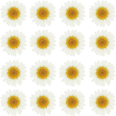 Dailygoods - PATIKIL 48 stuks gedroogde geperste bloemen madeliefjes, natuurlijke madeliefjes voor doe-het-zelf handwerk, wooncultuur, nageldecoratie, wit