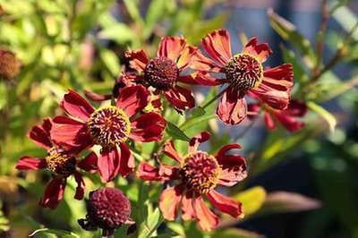 6x Zonnekruid - Helenium hybr. 'Rubinzwerg' | 9x9 cm pot