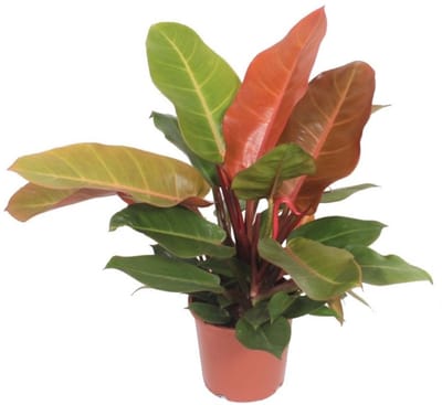 JUNAVERA Philodendron Prince of Orange | terrariumplant en kamerplant | 12 cm pot | ca. 30 cm hoog