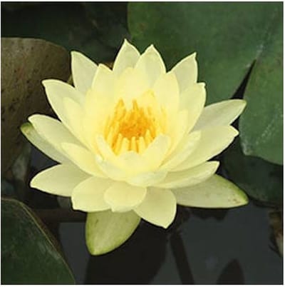 Moerings Nymphaea Joey Tomocik | Waterlelie | In 11CM pot