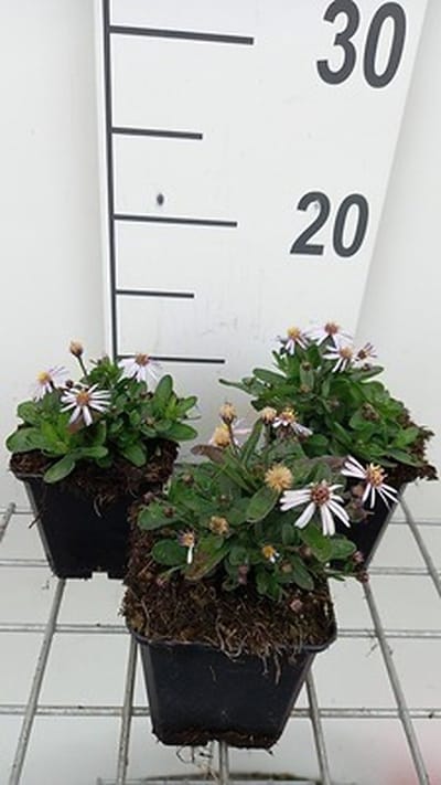 6x Zomeraster - Kalimeris inc. 'Nana Blue' | 9x9 cm pot