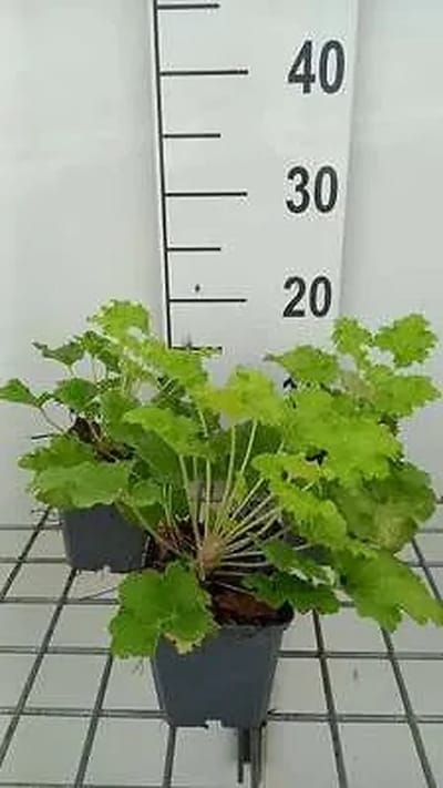 6x Purperklokje - Heuchera hybr. 'Lime Rickey' | 9x9 cm pot