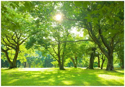 WALLARENA - Fotobehang - 150x105 cm - Fototapete van een bos met zon, bomen en natuur voor de woonkamer of slaapkamer