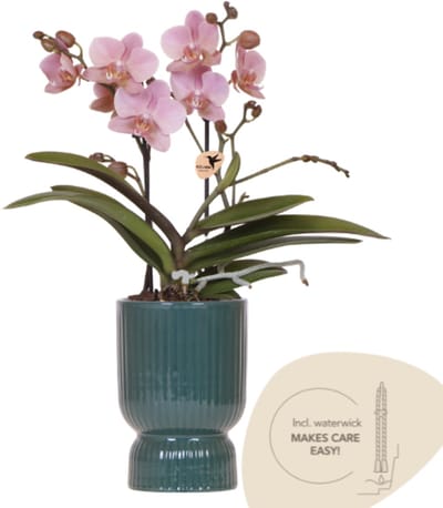 Kolibri Orchids | Oudroze Treviso orchidee + groene Diabolo sierpot incl. waterreservoir | potmaat Ø9cm | bloeiende kamerplant – vers van de kweker