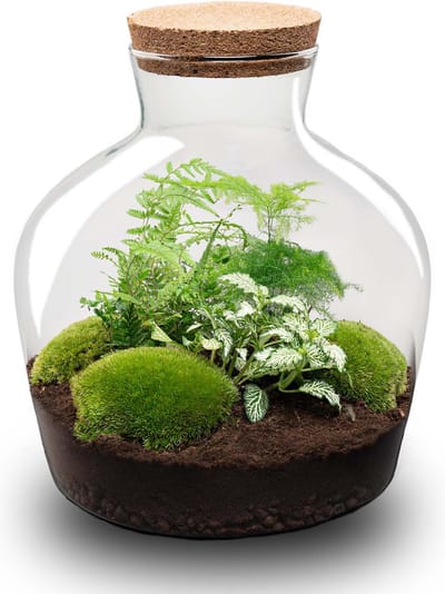 Terrarium - Fat Joe Green - ↑ 30 cm - Ecosysteem plant - Kamerplanten - DIY planten terrarium - Mini ecosysteem