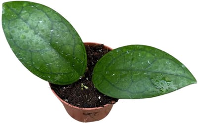 Hoya Puom Siam Ruby Kamerplant Potmaat Ø10,5 cm |Vers Van De Kweker