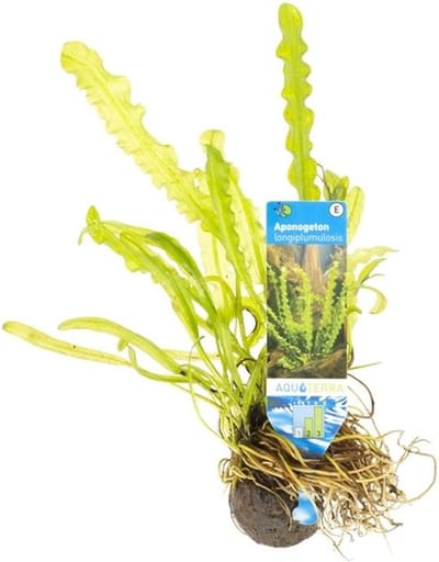 Moerings Aponogeton Longiplumulosis | Bolplant | Los
