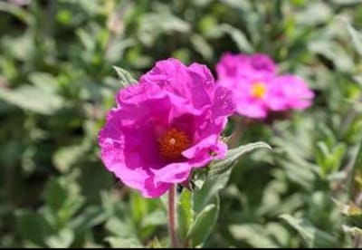 1 x Cistus pulverulentus 'Sunset' - Cistusroos Of Rotsroos 20- 25 cm in pot