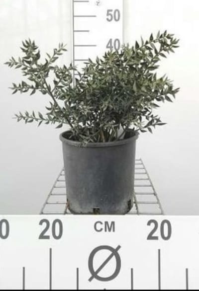 Ruscus aculeatus - Muizendoorn 30- 40 cm in pot