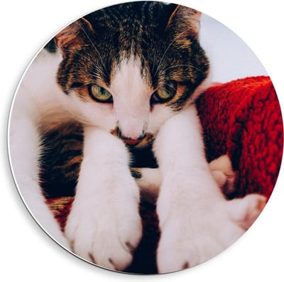 Forex Wandcirkel - Onschuldige Bruine Kat - 40x40cm Foto op Wandcirkel (met ophangsysteem)