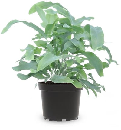 JUNAVERA Phlebodium Blue Star | 7 cm pot | 20 cm hoog