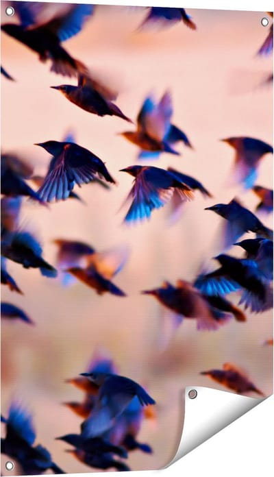 Gards Tuinposter Groep Vliegende Blauwe Spreeuw Vogels - 60x90 cm - Tuindoek - Tuindecoratie - Wanddecoratie buiten - Tuinschilderij