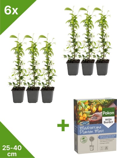 GARDENZO - Toscaanse Jasmijn (Trachelospermum) in P9 - 35-40 cm set van 6 - + 1 Kg Pokon Mediterrane Planten Mest