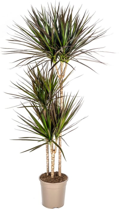Plantenboetiek.nl | Dracaena Marginata Magenta - Ø24cm - 130-140cm hoog - Kamerplant - Groenblijvend