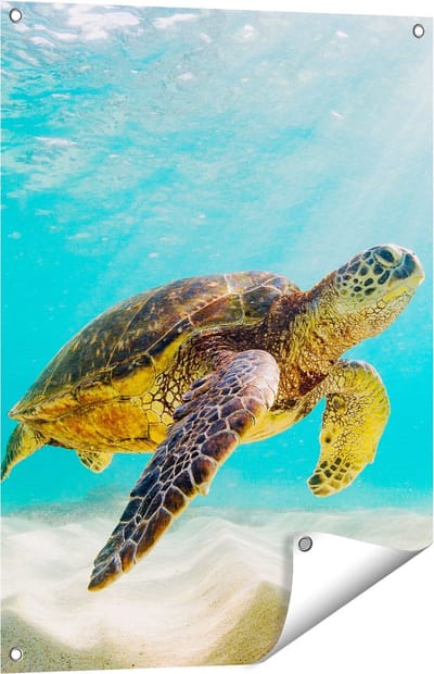 Gards Tuinposter Schildpad Zwemt in de Helder Blauwe Zee - 60x80 cm - Tuindoek - Tuindecoratie - Wanddecoratie buiten - Tuinschilderij