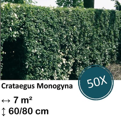 Green Harmony| Crataegus Monogyna - Kale wortel