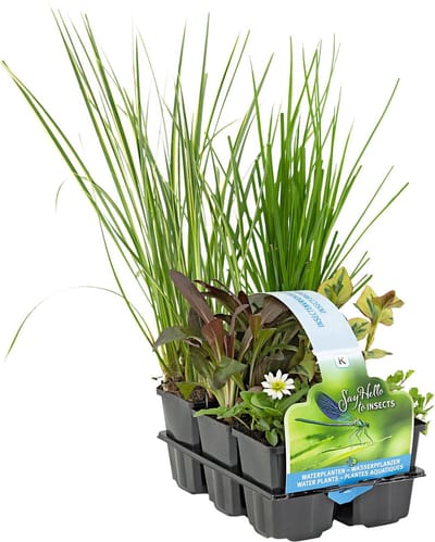 Moerings Insect Vriendelijke Vijverplanten Mix | In Thema Sixpack