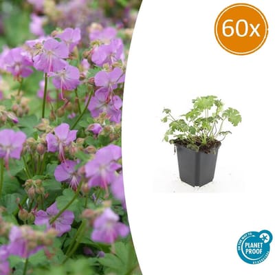 60x Geranium cantabrigiense Cambridge Ooievaarsbek, Tuinplanten met Prachtige Rose Bloemen,Winterharde planten, PopulaireTuinplanten - 10-25cm - Ø9cm