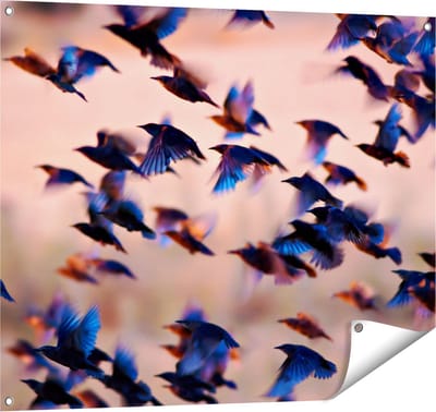 Gards Tuinposter Groep Vliegende Blauwe Spreeuw Vogels - 100x80 cm - Tuindoek - Tuindecoratie - Wanddecoratie buiten - Tuinschilderij