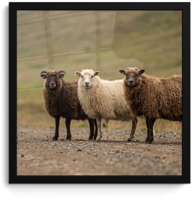 Poster in lijst - Fotolijst 40x40 cm - Posters - Schapen - Bruin - Wit - Grindpad - Posterlijst zwart - Decoratie - Wanddecoratie woonkamer - Muurdecoratie slaapkamer